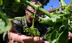 Un viticulteur montre une grappe endommagée par les intempéries à la Roche-de-Glun, le 16 juin 2019 dans la Drôme