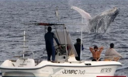 Lundi 1 Septembre 2008

Baleines au large de Saint-Gilles(côte ouest de l'île