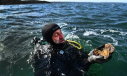 Stéphane Pouvreau présente des huîtres plates élevées dans un parc à dans la baie de Daoulas à Plougastel-Daoulas dans le Finistère le 29 septembre 2021
