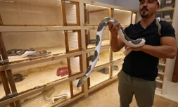 Faïçal Malaikah tient un python, chez lui, le 16 septembre 2021 à Jeddah, en Arabie saoudite