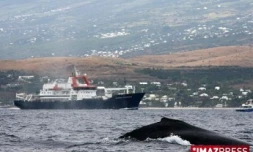 Baleines au large de Saint-Gilles (côte ouest de l'île)