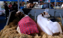 Des vaches le 24 février 2017 au Salon de l'Agriculture