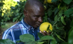 Hezekiel Nkosi, membre de la communauté Moletele, respire l'odeur d'un citron dans un des vergers de la communauté, le 7 juin 2017 à HOedspruit, en Afrique du Sud