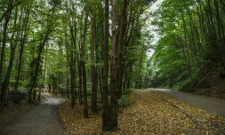 La forêt d'Istanbul où sont menées recherches sur la disparition du journaliste saoudien Jamal Khashoggi, le 19 octobre 2018