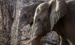 A cause du braconnage, le nombre d'éléphants d'Afrique a diminué de 111.000 individus depuis 2006, pour plafonner à 415.000, selon les dernières données