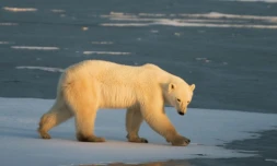 Une météo extrême accueille la nouvelle année