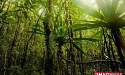 ForĂŞt Sainte Marguerite dans l'est
photo Florent Borderie