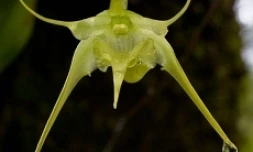 Aeranthes arachnites

photo Florent Borderie