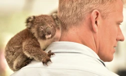 Un koala orphelin sur l'épaule d'un vétérinaire dans la clinique de campagne dans la réserve zoologique Wildlife Park de l'île Kangourou, le 14 janvier 2020