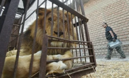 Un lion né en captivité au Pérou est prêt à s'envoler dans sa cage, depuis Lima vers l'Afrique du Sud, le 27 avril 2016 où il sera relâché dans un parc naturel