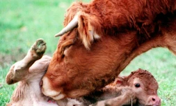 Une vache de race limousine fait la toilette de son veau, né la veille de façon tradionnelle dans un pré, le 24 février 2015