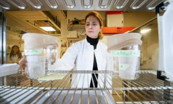 La chercheuse Noushin Emami examine le 15 décembre 2021 à l'université de Stokholm des réservoirs d'eau contenant des larves de moustiques utilisés pour la recherche d'un vaccin contre le paludisme