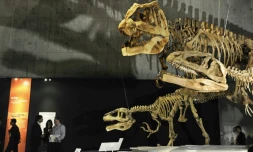 Squelette d'un mégaraptor (g), et d'un mapusaurus (c et d) lors d'une exposition au musée des Sciences de Tokyo, le 13 mars 2009 