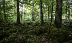 Des arbres du parc national des forêts de Champagne et Bourgogne qui ouvrira en 2019, le 23 mai 2017 près de Châtillon-sur-Seine, en Côte d'Or