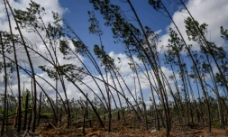 Une forêt de pins et d'eucalyptus à Marinha Grande, au Portugal, le 7 mai 2026