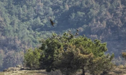 Des oiseaux de proie dans le parc national de Dadia partiellement brûlé par un incendie, le 28 juillet 2022 en Grèce