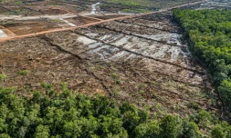 Déforestation pour installer une plantation de canne à sucre, dans la province indonésienne de Papouasie du Sud, dans une image fournie par l'ONG Mighty Earth, le 17 mars 2025