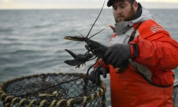 Un pêcher choisit un homard au large de Paimpol, dans l'ouest de la France, le 20 décembre 2016