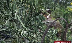 CONSERVATOIRE BOTANIQUE NATIONAL DE MASCARIN  SAINT_LEU