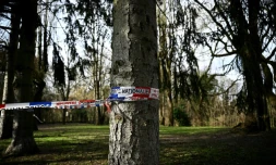 Le bois des Templiers, Longjumeau, le 8 février 2025