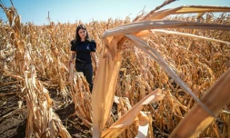 L'agricultrice Iulia Blagu dans son champ de maïs grillé par la chaleur, près d'Urziceni, le 29 juillet 2024 en Roumanie