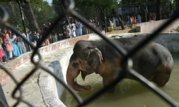 Kaavan, unique spécimen d'éléphant au zoo d'Islamabad, le 7 juillet 2016