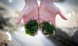 De la laitue de mer (à gauche) et de l'algue Ao-Nori, toutes deux comestibles, présentées par un fermier d'algues, Jean-Marie Pedron, et récoltées sur une plage du Croisic, en Bretagne, le 17 mars 2021