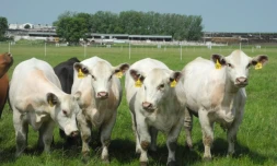 Quatre génisses rigoureusement identiques, créées par clonage, pâturent dans les champs le 16 juin 2014 dans un centre de génétique dans l'Iowa