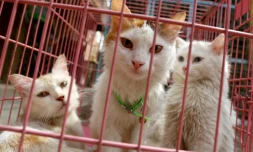 Des chats dans un refuge pour animaux à Bagdad, le 20 septembre 2017