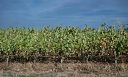Les vignes de Marina et Loïc Fourrure à Theix-Noyalo, prÚs de Vannes (Morbihan), le 24 août 2026