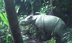 Un des deux jeunes rhinocéros de Java reperés par des caméras dans le Parc National Ujung Kulon en Indonésie, sur une photo fournie par le ministère de l'Environnement le 13 juin 2021