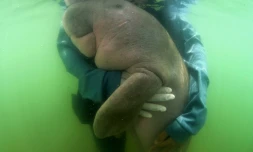 Mariam washed up in shallow waters off southwestern Thailand months ago and photos of her quickly went viral