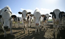 Des veaux Ă Saint-Martin-de-Varreville, dans le nord-ouest de la France, le 22 avril 2024