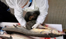 Première étape pour obtenir du caviar: un employé de Sturia extrait des gonades d'esturgeon à Saint-Genis-de-Saintonge, en Charente-Maritime, le 7 décembre 2016