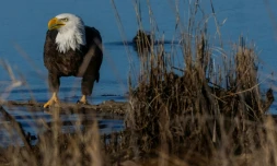 Un pygargue Ă tĂȘte blanche est perchĂ© sur un morceau de bois flottĂ© dans une anse prise par les glaces, au sein du refuge faunique national de Blackwater, le 21 janvier 2026