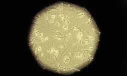 Des cellules souches embryonnaires sous l'oeil du microscope dans un laboratoire de Sao Paulo, au Brésil, le 5 mars 2008