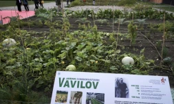 Un jardin de plantes venant de l'Institut russe Vavilov existe depuis 2016 à Ecully