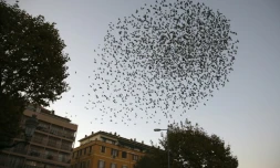 Des étourneaux survolent Ajaccio, le 17 novembre 2020