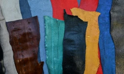 Peaux de poisson tannées dans l'entreprise Ictyos Cuir, le 11 septembre 2019 à Saint-Fons, preès de Lyon