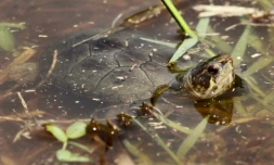 Une tortue "petit casque de Vallarta" (Kinosternon vogti), le 9 juin 2018 à Puerto Vallarta, au Mexique