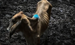 Une vache au marché aux bestiaux de Sensuntepeque, au Salvador, le 1 octobre 2026