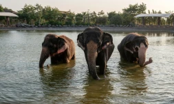 Des éléphants qui se baignent dans un étang au centre Vantara de sauvetage et de conservation de la faune, le 24 septembre 2026 à Jamnaga, en Inde