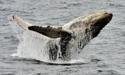 Baleine à bosse prise en photo au large d'Equateur, le 21 octobre 2015