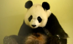 Huan Huan ("Joyeuse"), la femelle panda du zoo de Beauval, attend des jumeaux. La naissance est prévue vendredi ou samedi, une première en France.