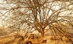 Des voitures et des arbres brûlés à Vacaville le 19 août 2020 par l'un des incendies qui ravagent la Californie