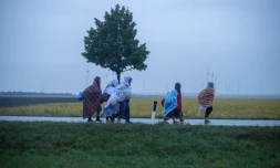 Des migrants marchent en direction de l'Autriche, prĂšs du village de Nickelsdorf Ă la frontiĂšre austro-hongroise, le 5 septembre 2015