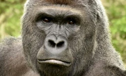 Une photo non datée du gorille Harambe du zoo de Cincinnati aux Etats-Unis distribuée par le zoo le 30 mai 2016