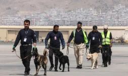 Des chiens, abandonnés lors des évacuations chaotiques après le retour des talibans, lors d'un entraînement à l'aéroport de Kaboul, le 12 septembre 2021