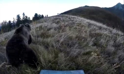 Lâcher d'une ours femelle dans le Béarn, le 5 octobre 2018