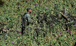 Un soldat mexicain arrache les pavots à opium dans un champ près de la localité de Surutato (état de Sinaloa), le 8 décembre 2016